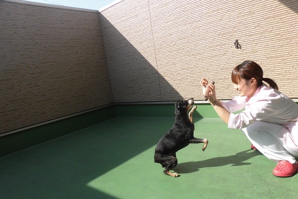 ドッグラン
