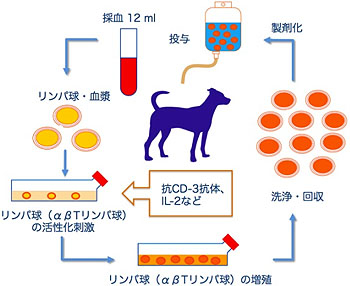 活性化リンパ球（CAT）療法