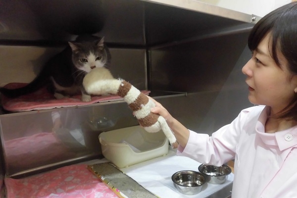 ねこちゃん用ホテル猫舎