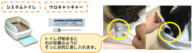 おしっこを採ろう