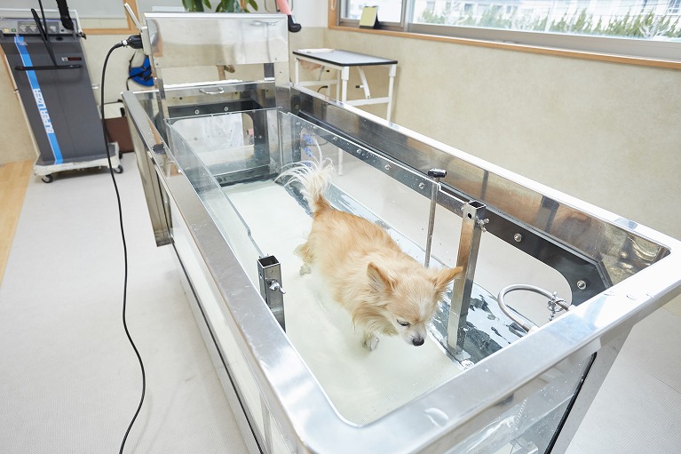 水中トレッドミル