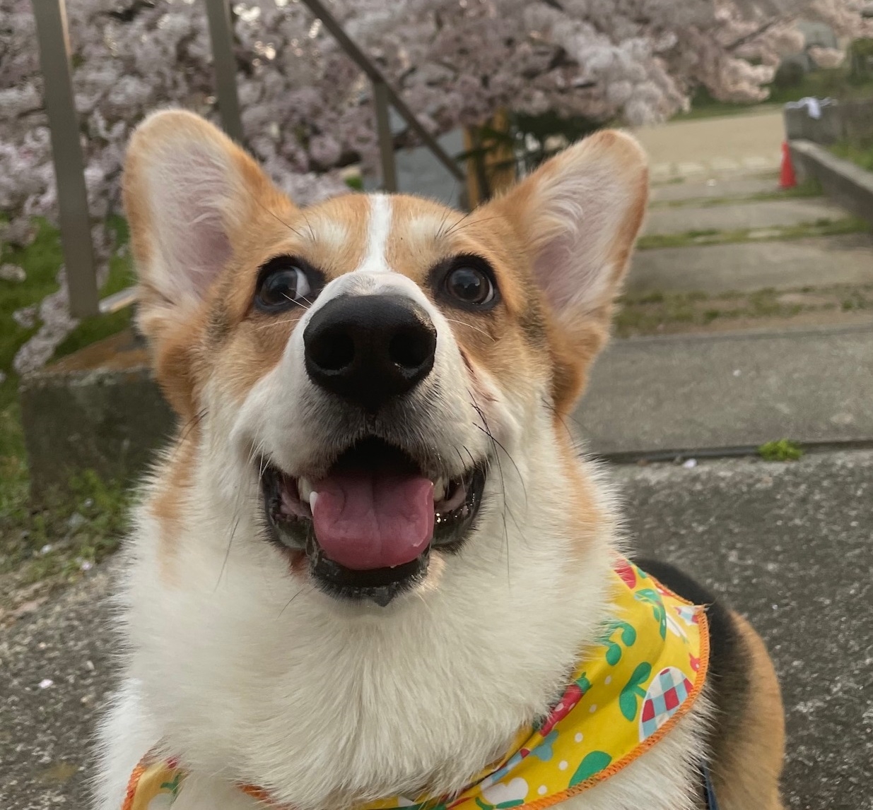 増田