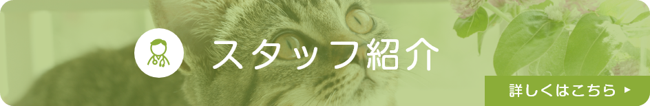 スタッフ紹介